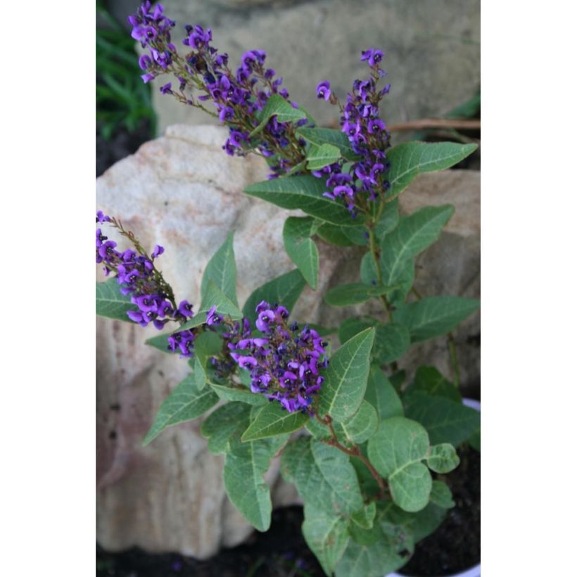 Hardenbergia violacea Regent (Plant habit)