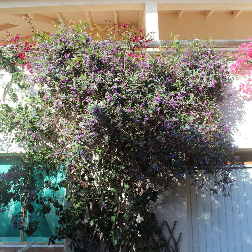 Hardenbergia violacea (Plant habit)
