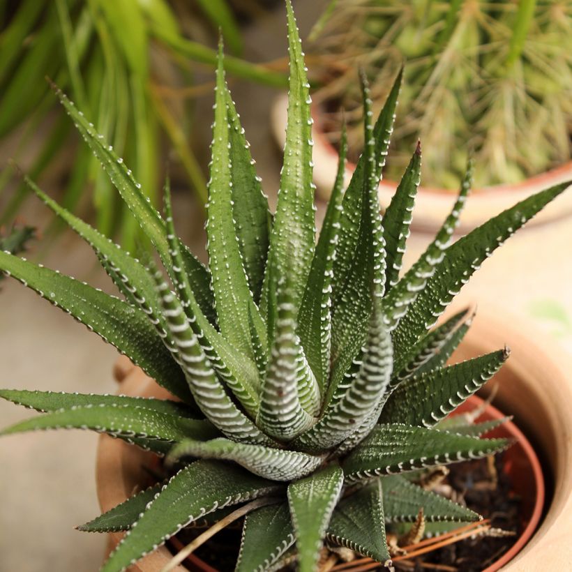 Haworthia Big Band - Plante zèbre (Plant habit)