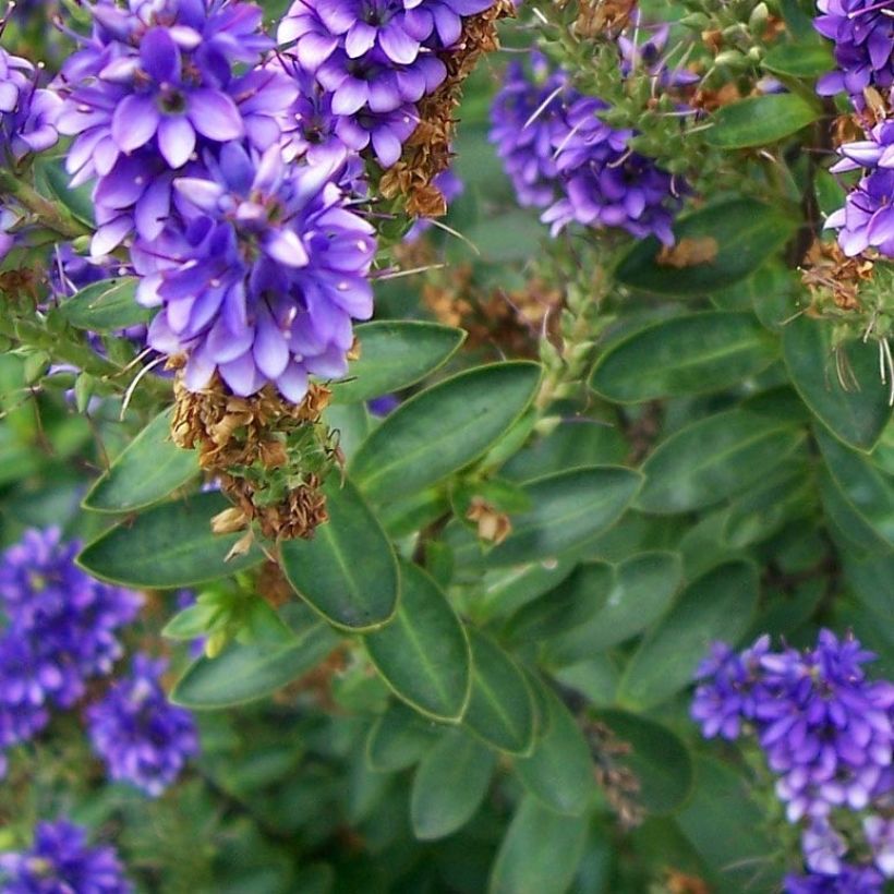 Hebe Autumn Glory - Véronique arbustive (Foliage)