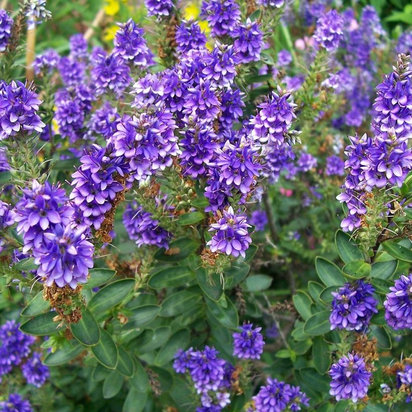 Hebe Autumn Glory - Véronique arbustive (Plant habit)