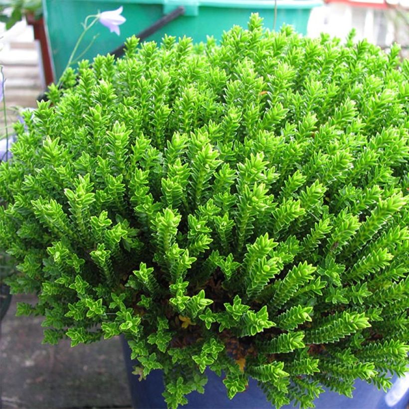Hebe Emerald Green - Véronique arbustive (Plant habit)