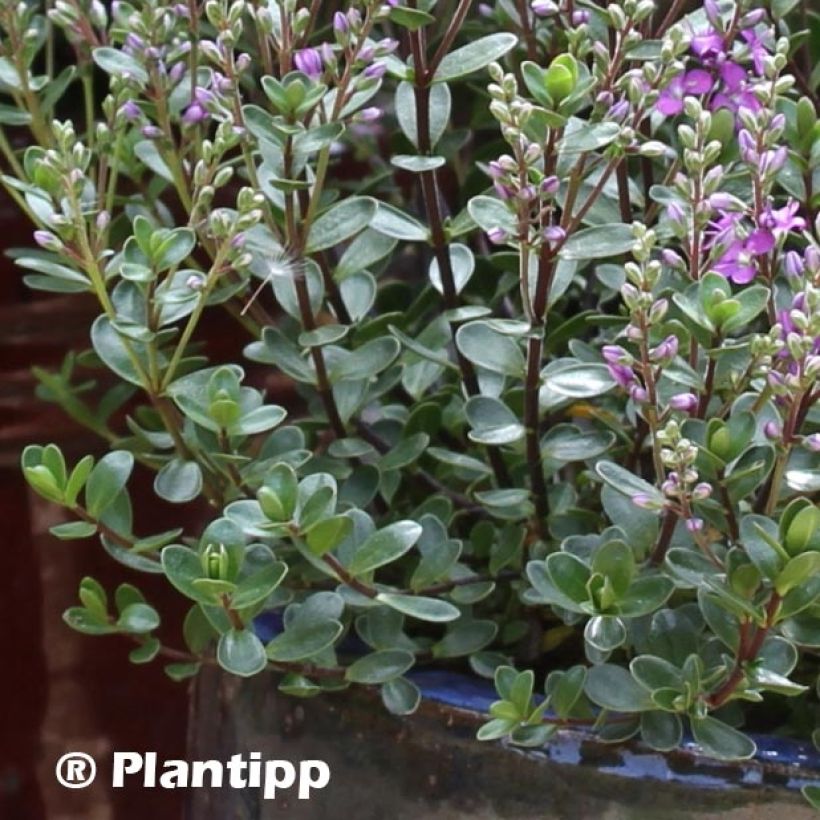 Hebe Garden Beauty Purple - Véronique arbustive (Foliage)