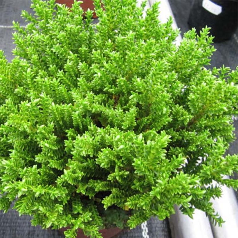 Hebe Green Globe - Véronique arbustive (Foliage)