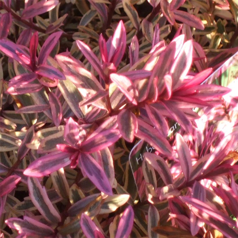 Hebe Heartbreaker - Véronique arbustive (Foliage)