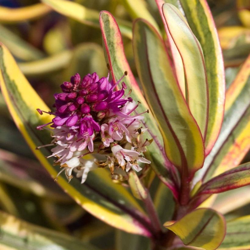 Hebe Jewel of the Nile - Véronique arbustive (Flowering)