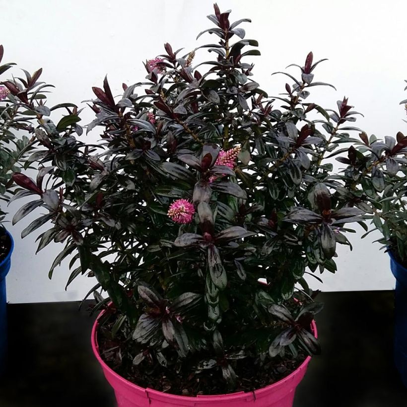 Hebe Joan Mac - Véronique arbustive (Plant habit)