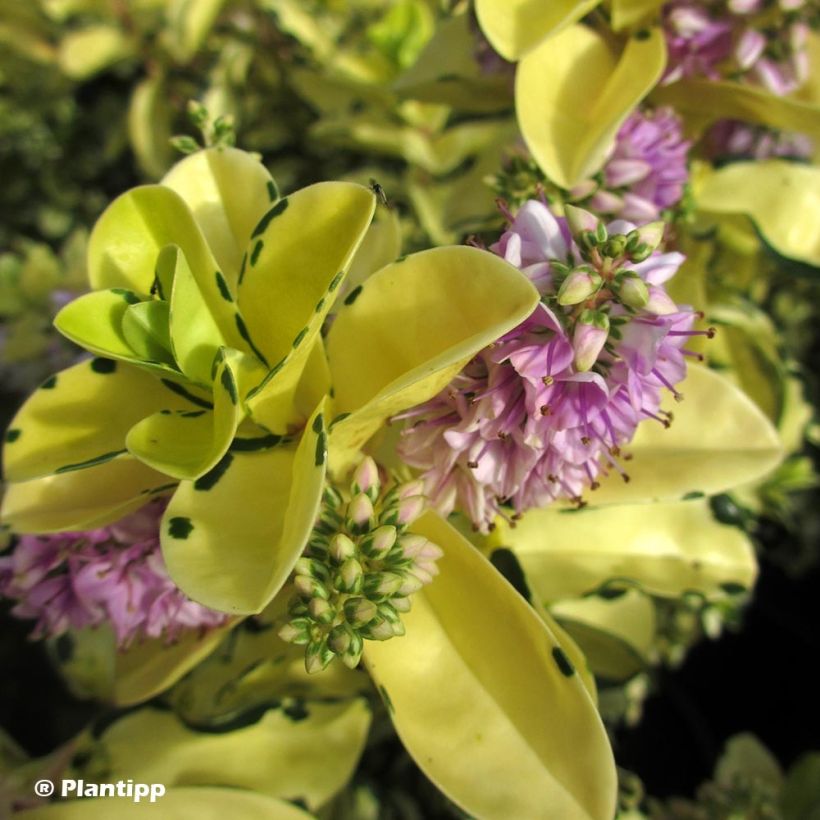 Hebe Leopard Spot - Véronique arbustive (Flowering)
