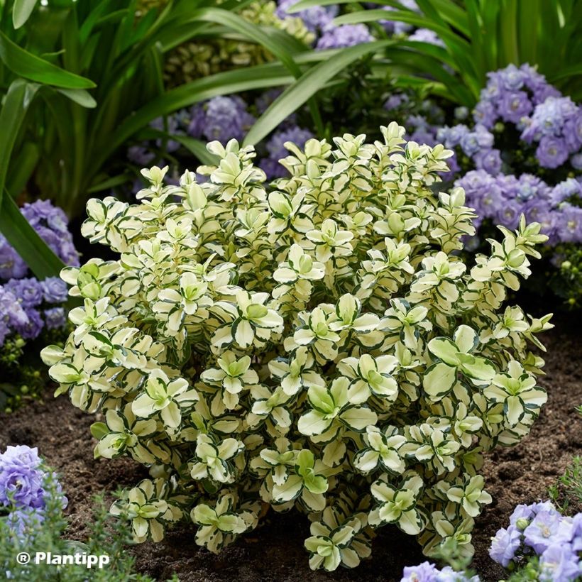 Hebe Leopard Spot - Véronique arbustive (Plant habit)
