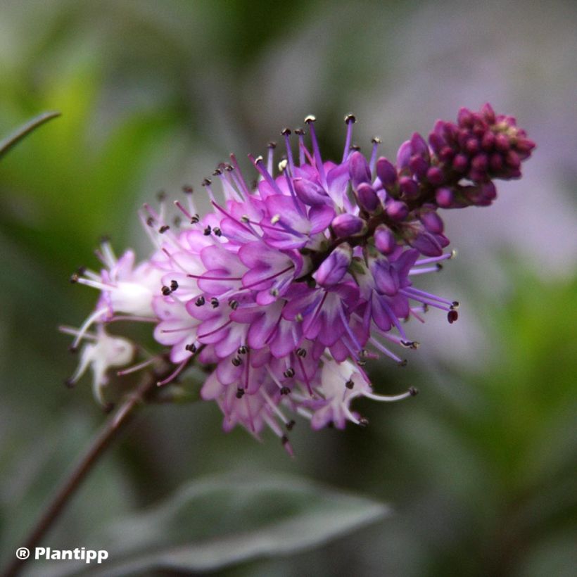 Hebe Midnight Sky - Véronique arbustive (Flowering)