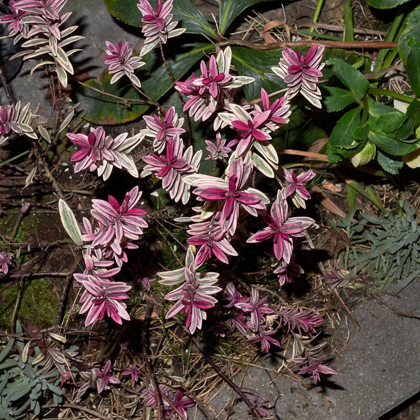 Hebe Purple Shamrock - Véronique arbustive (Foliage)