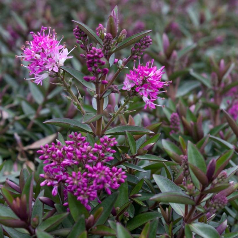Hebe Raspberry Ripple - Véronique arbustive. (Flowering)