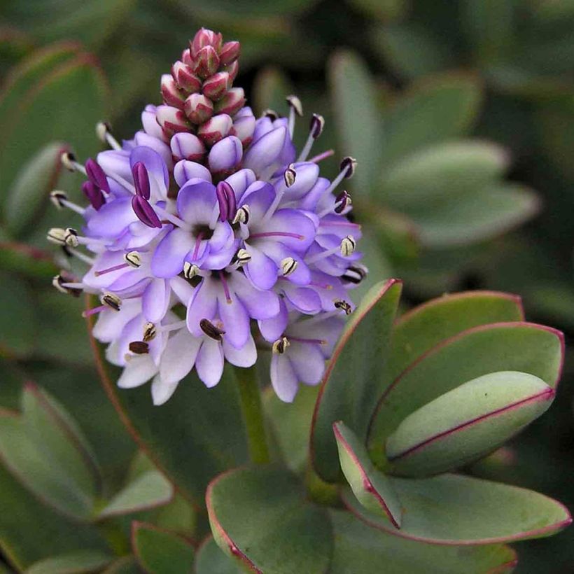 Hebe Red Edge - Véronique arbustive. (Flowering)