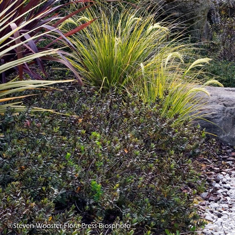 Hebe Red Edge - Véronique arbustive. (Plant habit)
