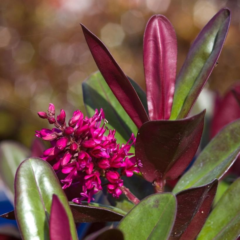 Hebe Santa Monica - Véronique arbustive (Foliage)