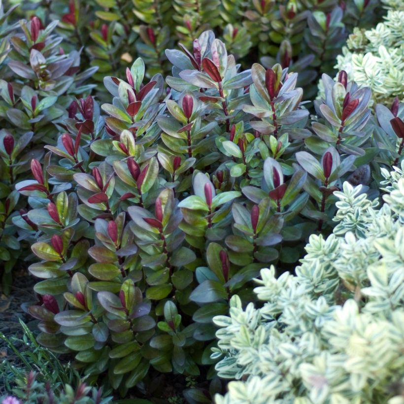 Hebe Santa Monica - Véronique arbustive (Plant habit)