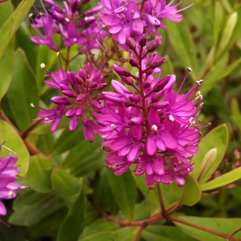 Hebe Wiri Charm - Véronique arbustive (Flowering)