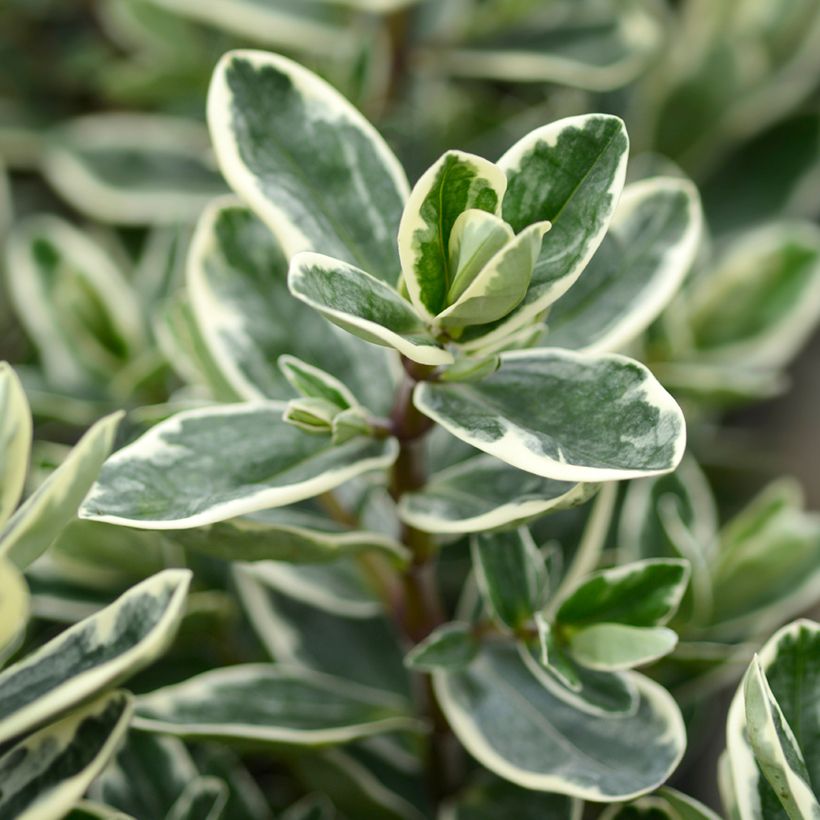 Hebe andersonii Variegata - Véronique arbustive panachée (Foliage)