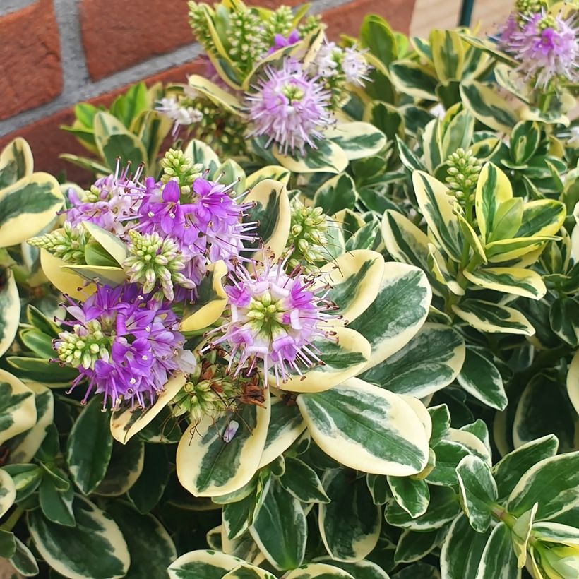 Hebe andersonii Variegata - Véronique arbustive panachée (Flowering)