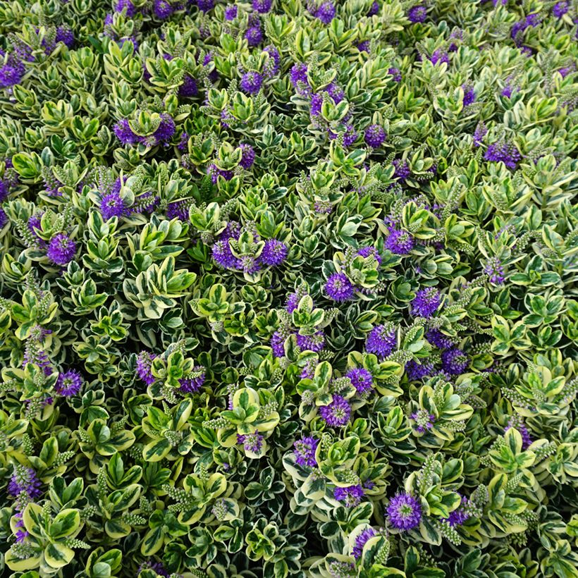 Hebe andersonii Variegata - Véronique arbustive panachée (Plant habit)