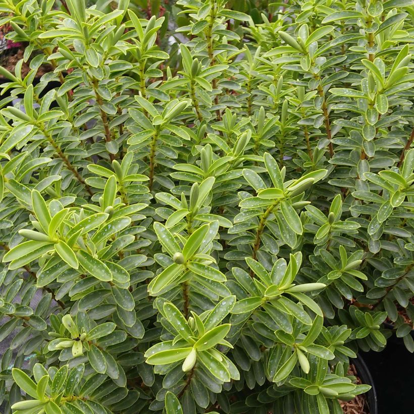 Hebe brachysiphon - Véronique arbustive (Foliage)