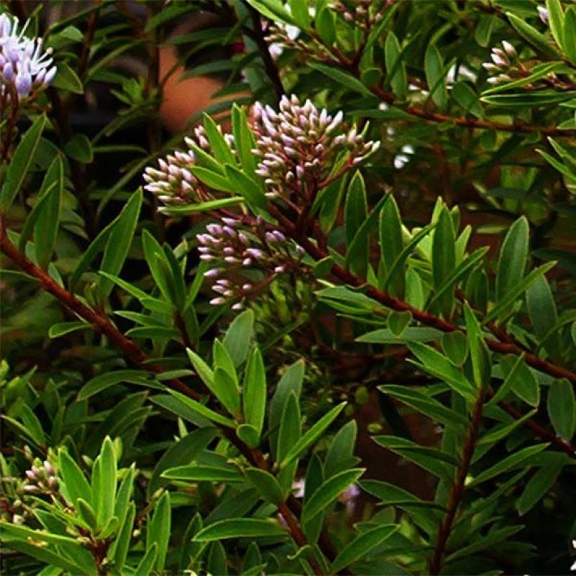 Hebe diosmifolia - Véronique arbustive. (Foliage)