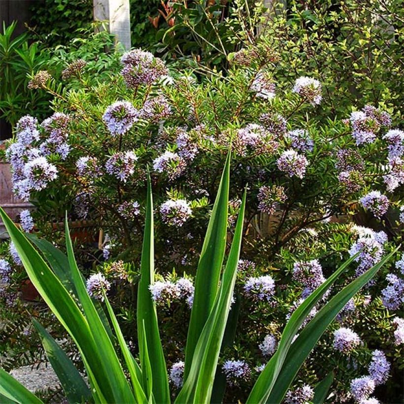 Hebe diosmifolia - Véronique arbustive. (Plant habit)