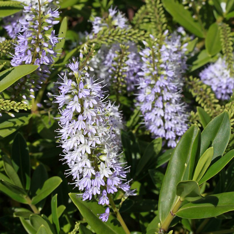 Hebe Wiri Image - Véronique arbustive (Flowering)