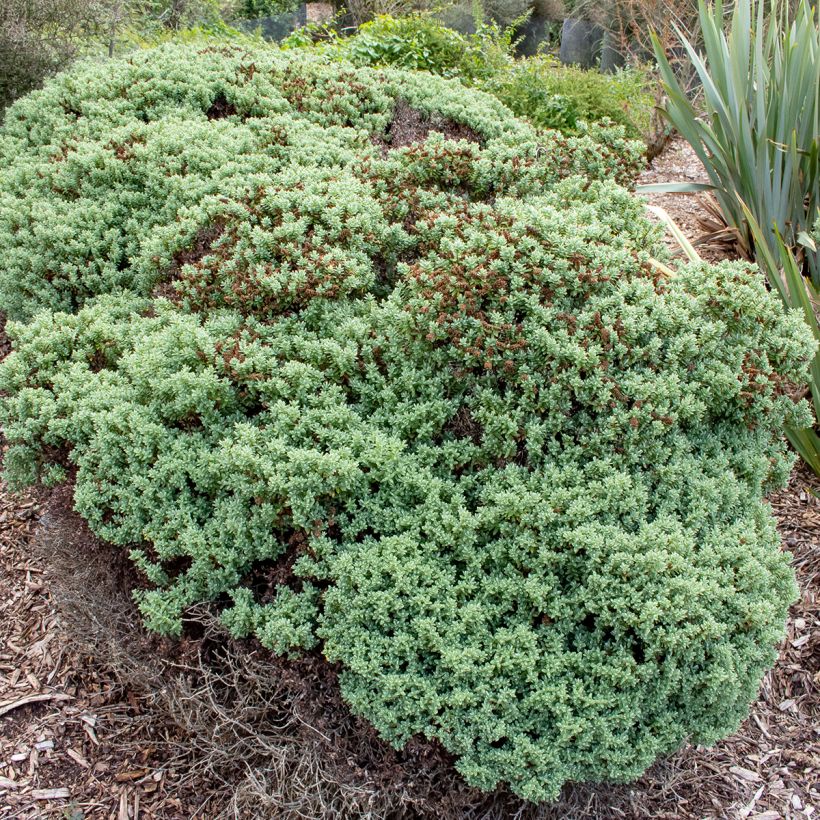 Hébé topiaria - Véronique arbustive (Plant habit)