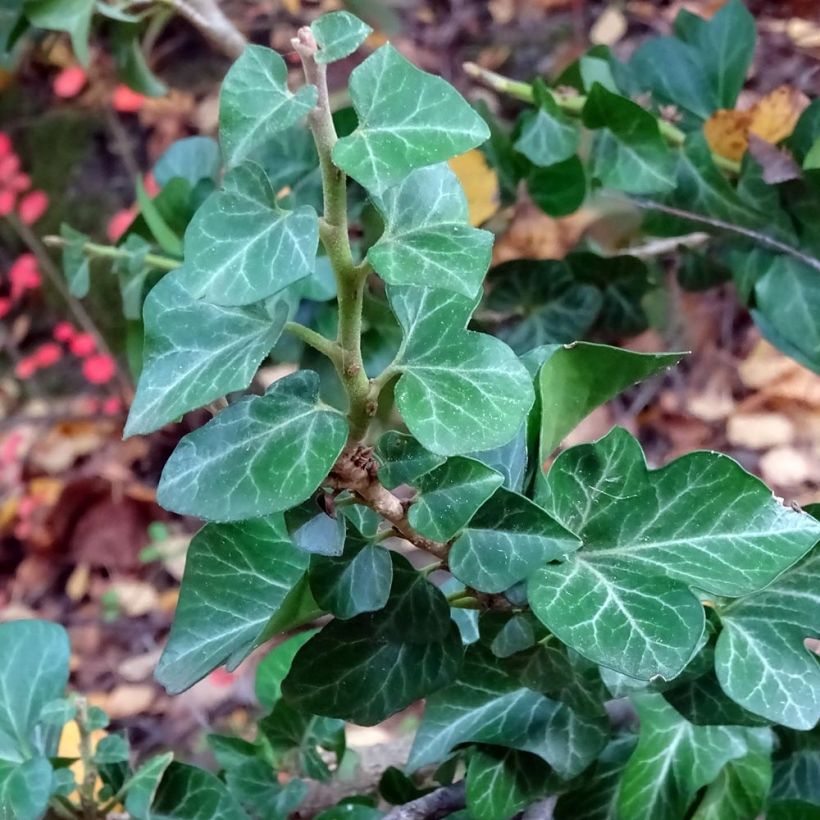 Lierre commun arbustif - Hedera helix Erecta (Foliage)