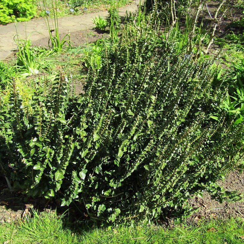 Lierre commun arbustif - Hedera helix Erecta (Plant habit)
