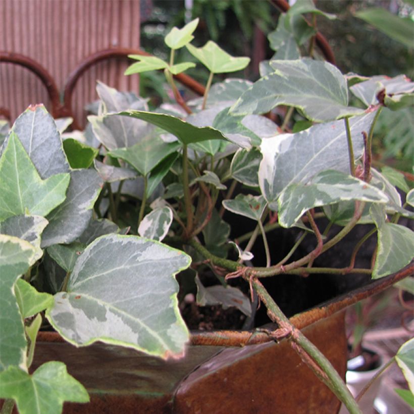 Lierre commun - Hedera helix Glacier (Flowering)
