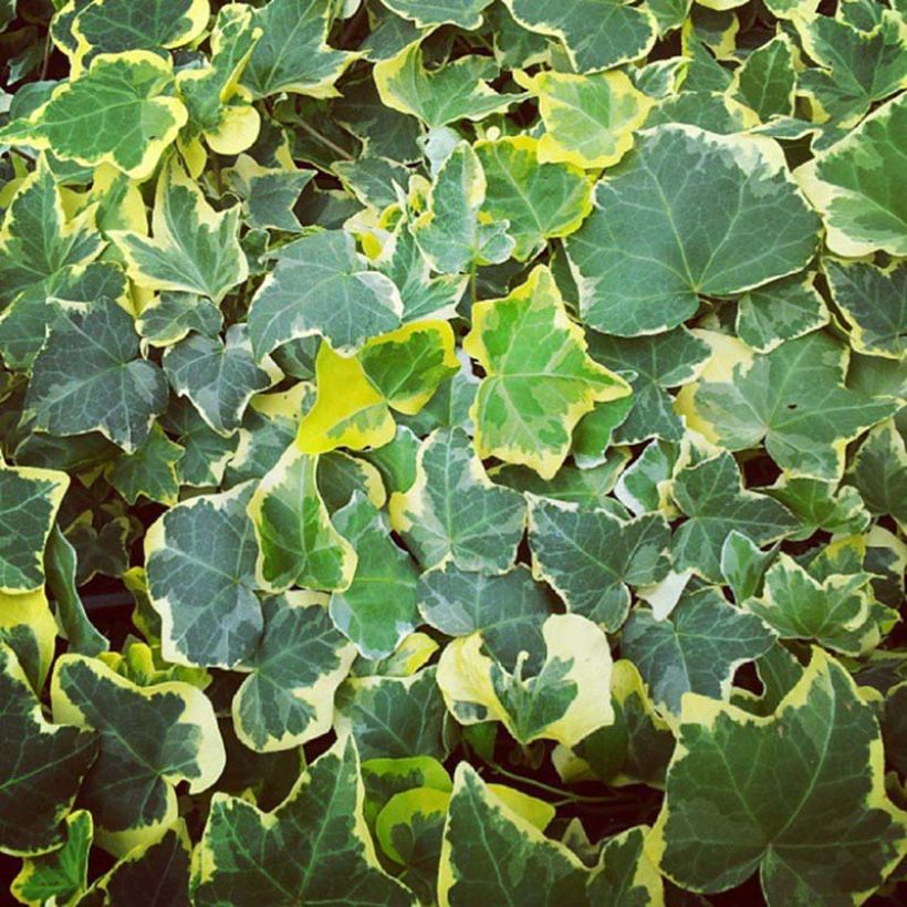 Lierre commun - Hedera helix Goldchild (Foliage)