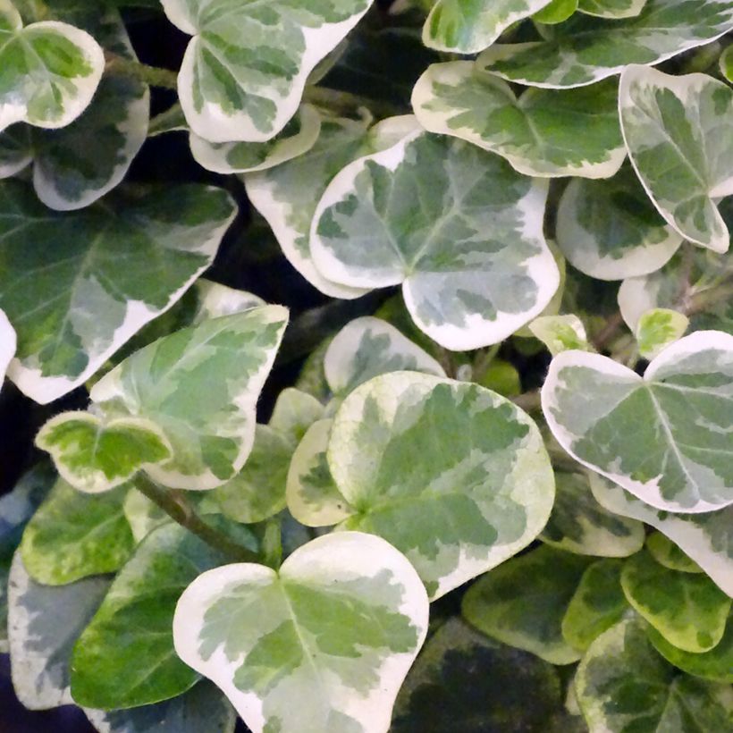 Lierre commun - Hedera helix White wonder (Foliage)