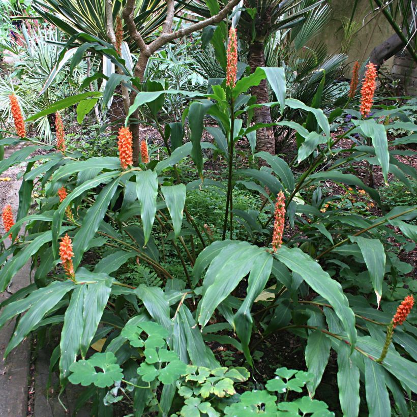 Hedychium densiflorum - Longose (Plant habit)