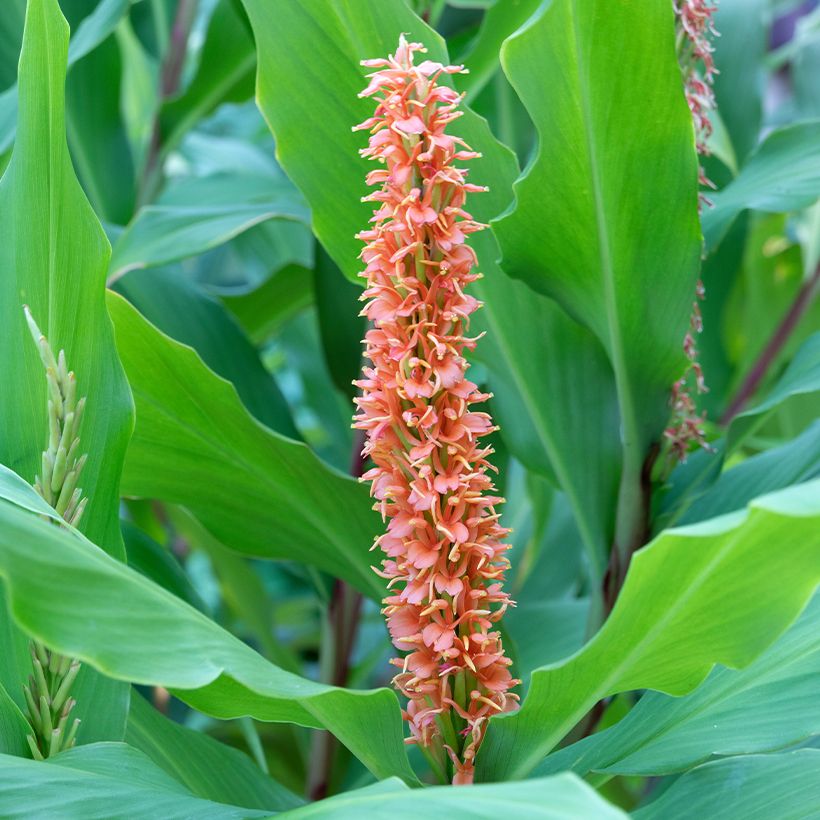 Hedychium densiflorum Assam Orange - Gingembre d'ornement   (Flowering)