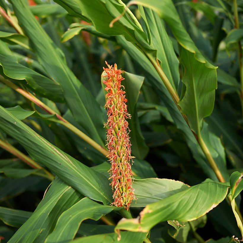 Hedychium densiflorum - Longose (Foliage)