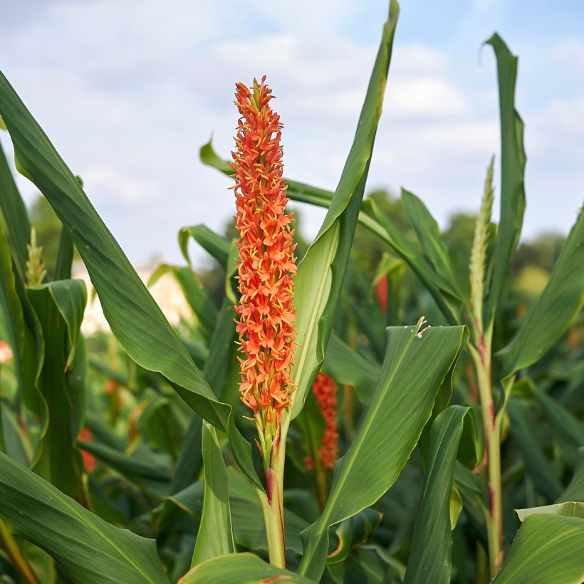 Hedychium densiflorum - Longose (Flowering)