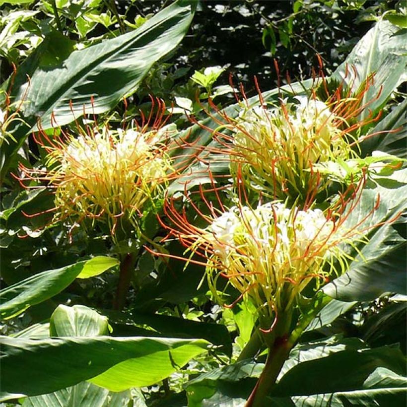 Hedychium ellipticum - Longose (Flowering)