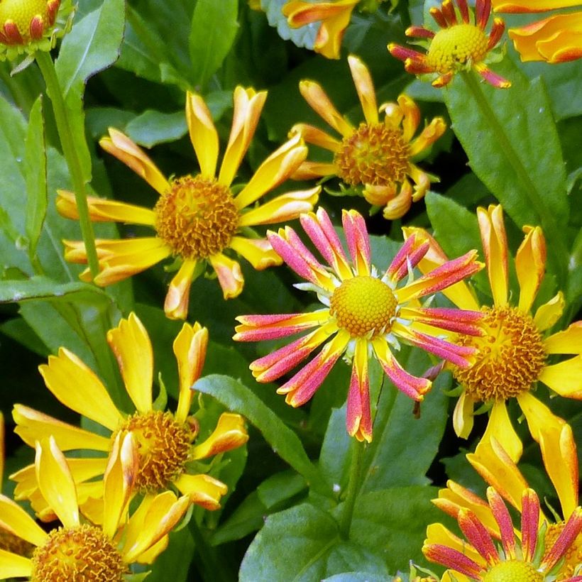 Helenium Fancy Fan - Hélénie d'automne (Flowering)