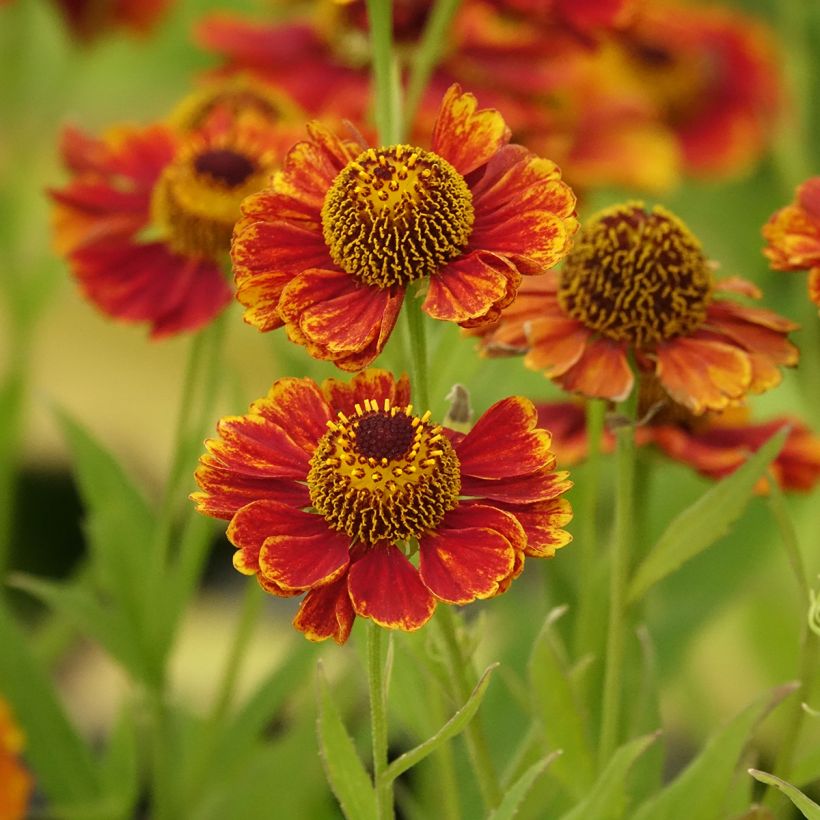 Helenium Flammendes Katchen - Hélénie (Flowering)