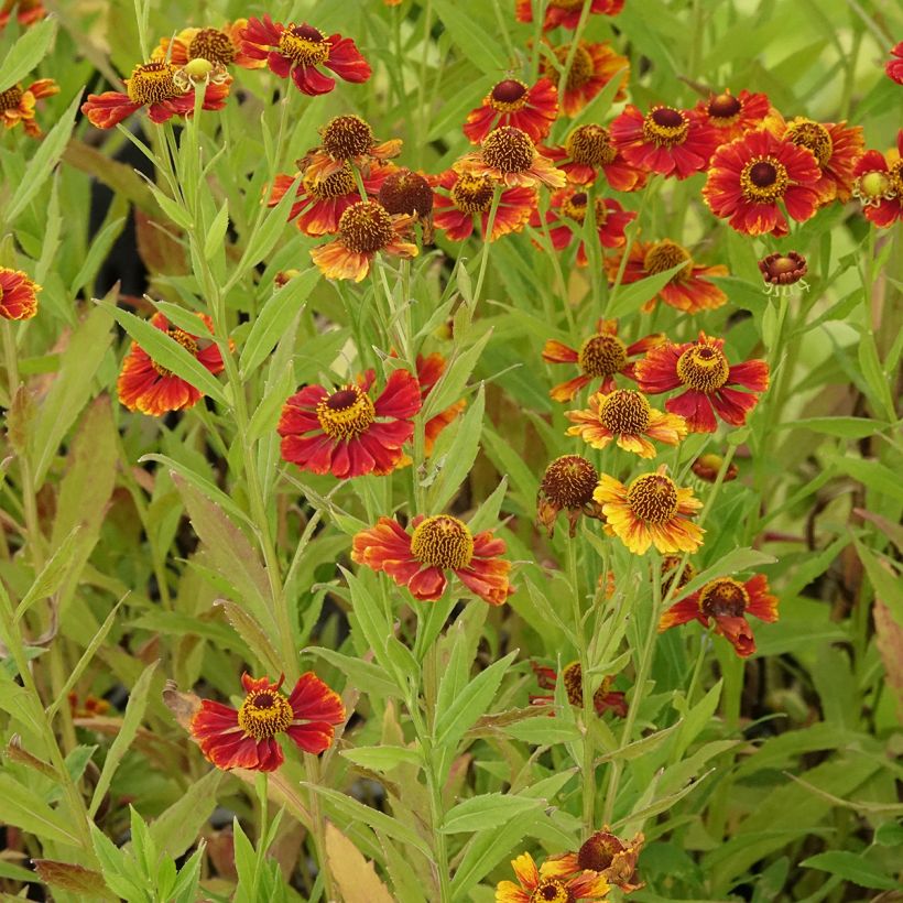 Helenium Flammendes Katchen - Hélénie (Plant habit)