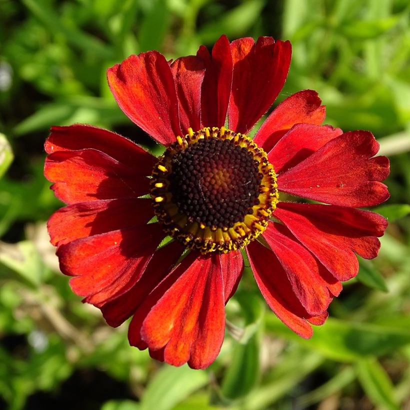Hélénium Kupferswerg - Hélénie cuivrée  (Flowering)