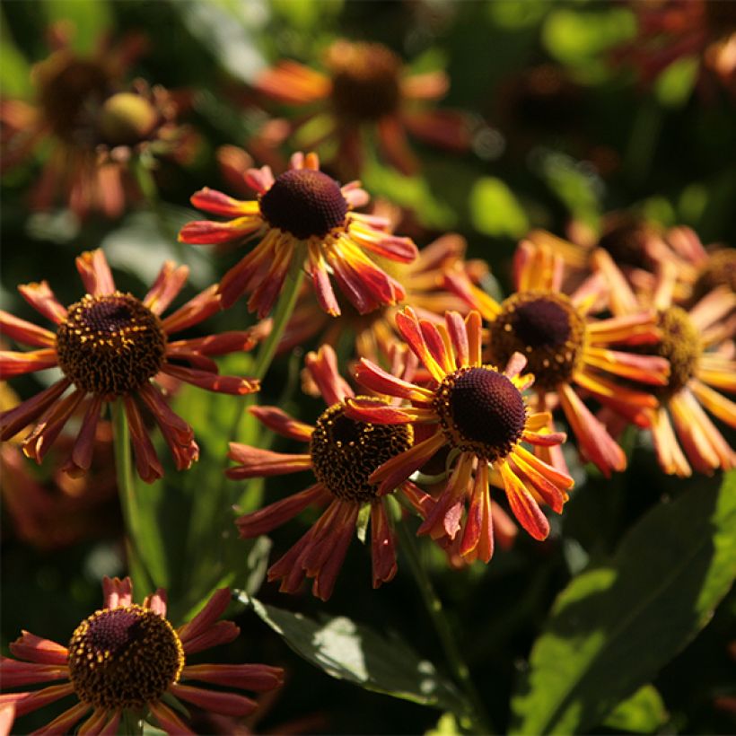 Helenium Loysder Wieck - Hélénie jaune à revers rouge-brun (Flowering)