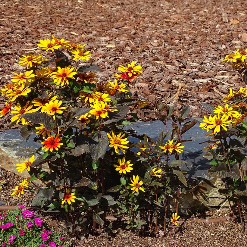 Helenium Strawberry Sundae - Hélénie (Plant habit)