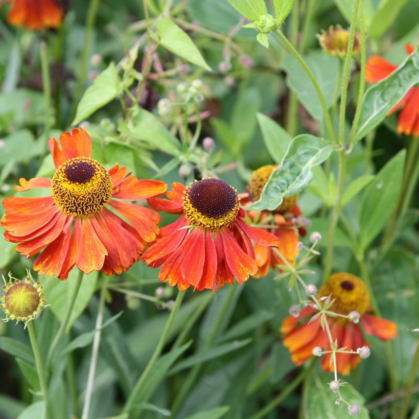 Hélénium Waltraut - Hélénie orange vif (Flowering)