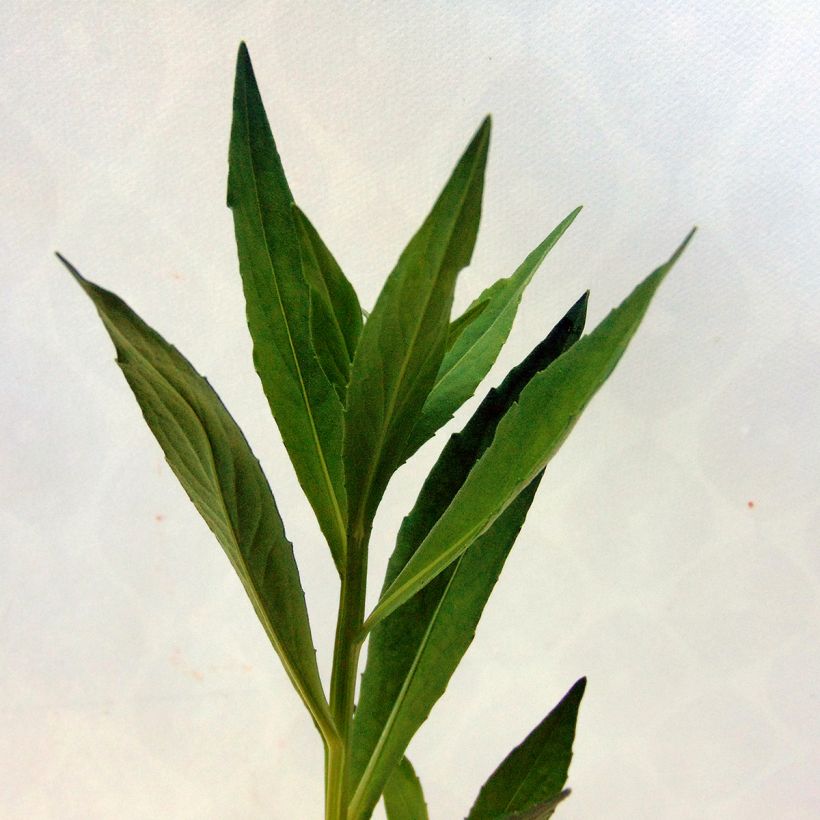 Hélénium hybride Moerheim Beauty, Hélènie (Foliage)