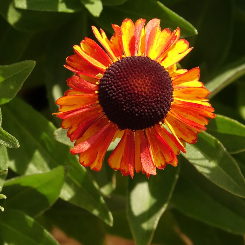 Helenium Short'n 'Sassy - Hélénie jaune orangé. (Flowering)