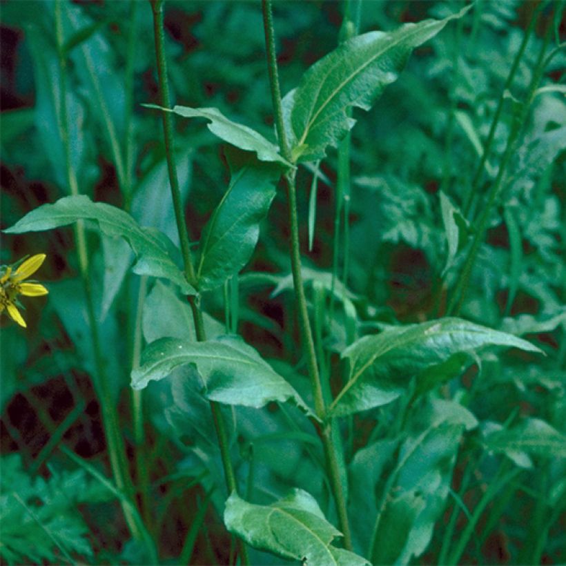 Helianthella quinquenervis - Petit tournesol à cinq nervures (Foliage)