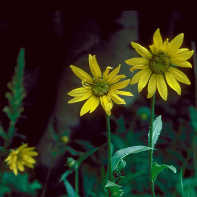 Helianthella quinquenervis - Petit tournesol à cinq nervures (Flowering)
